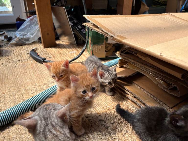 Bengal Cross Kittens - available now