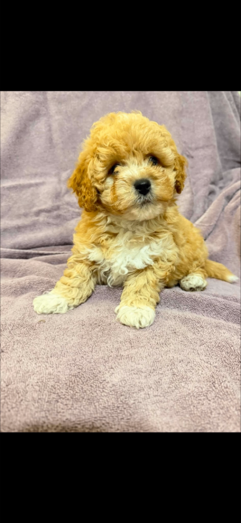 Poochon