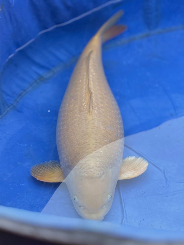 VHQ Japanese Koi Carp Female Chagoi and White Platinum 
