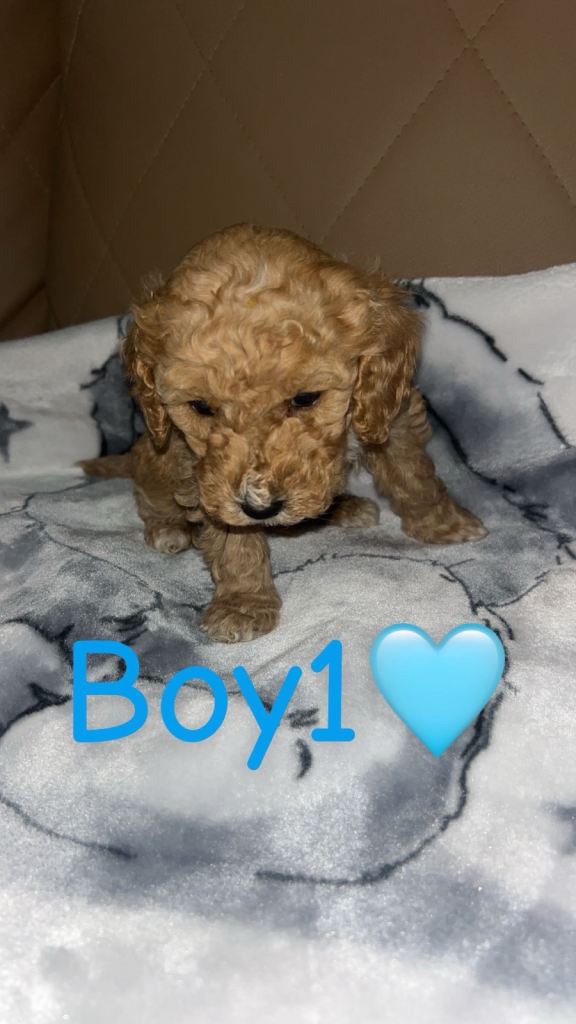 Cockapoo puppies