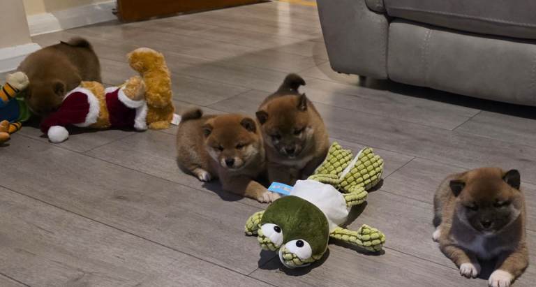 Japanese Shiba Inus 