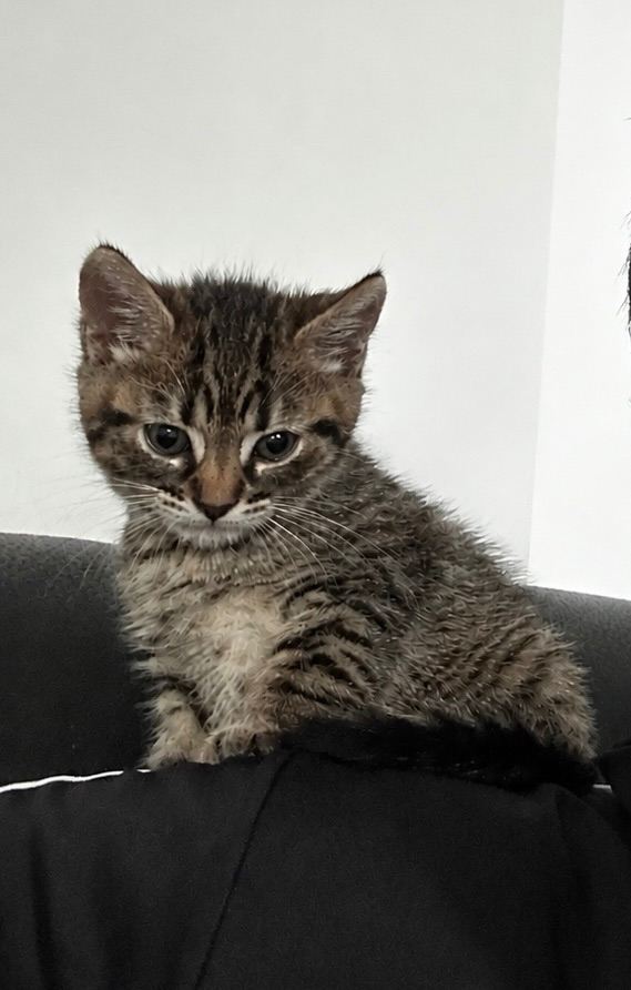 Kitten 