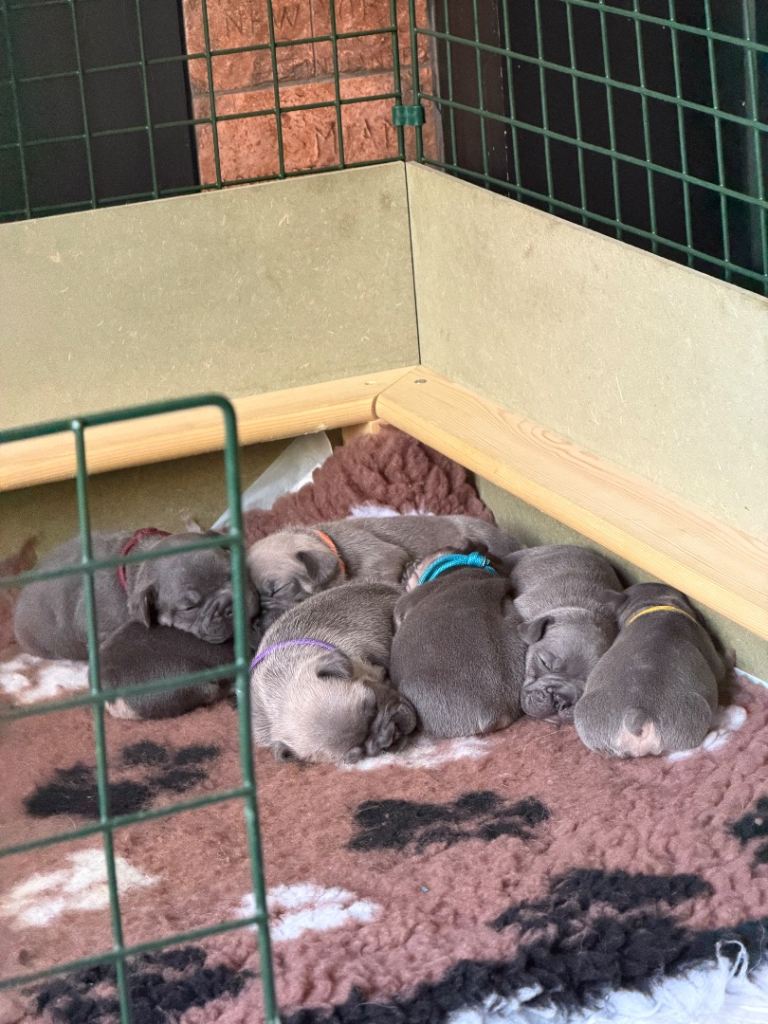 French bulldog puppies