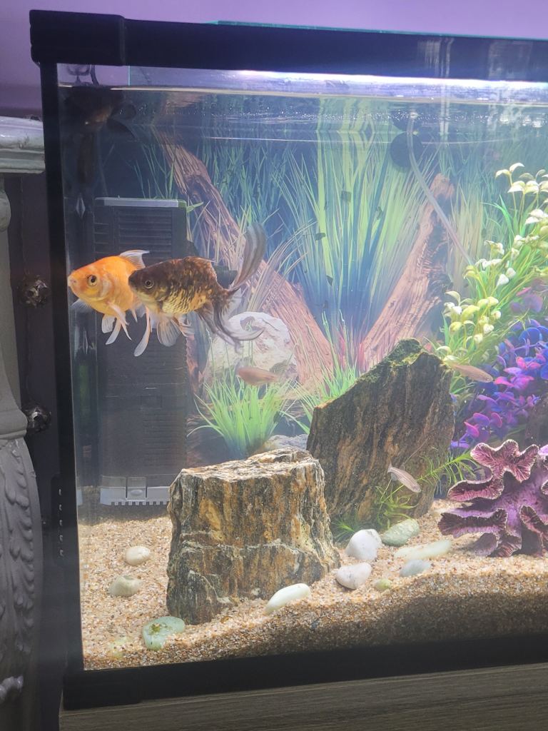 Aquarium full set up 