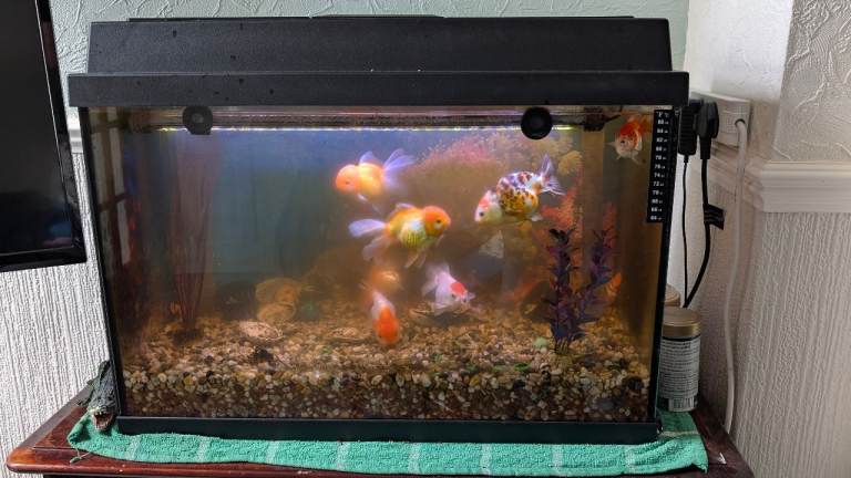 FISH TANK FOR SALE