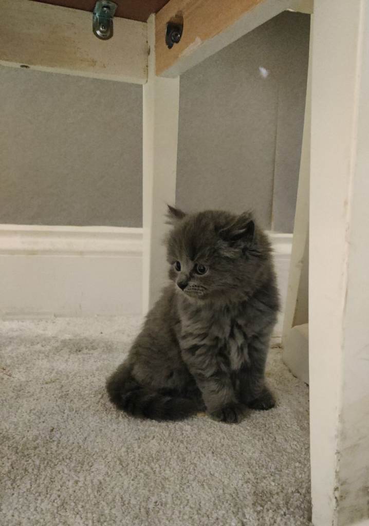 ABSOLUTELY STUNNING RUSSIAN BLUE KITTENS 8 WEEKS OLD *LAST GIRL LEFT NOW**