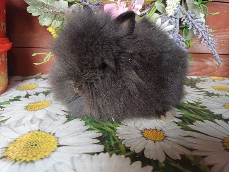  Lionhead bunnies