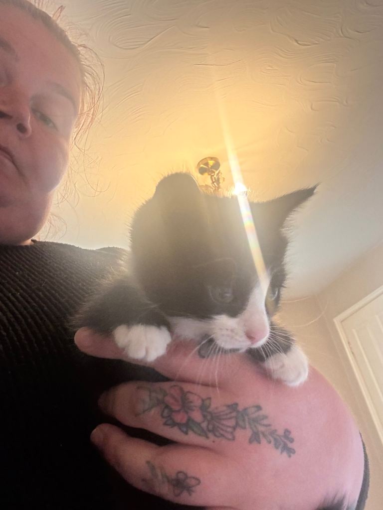Kittens for sale 