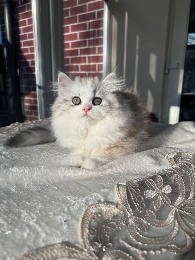 Persian Kitten (only one left) 
