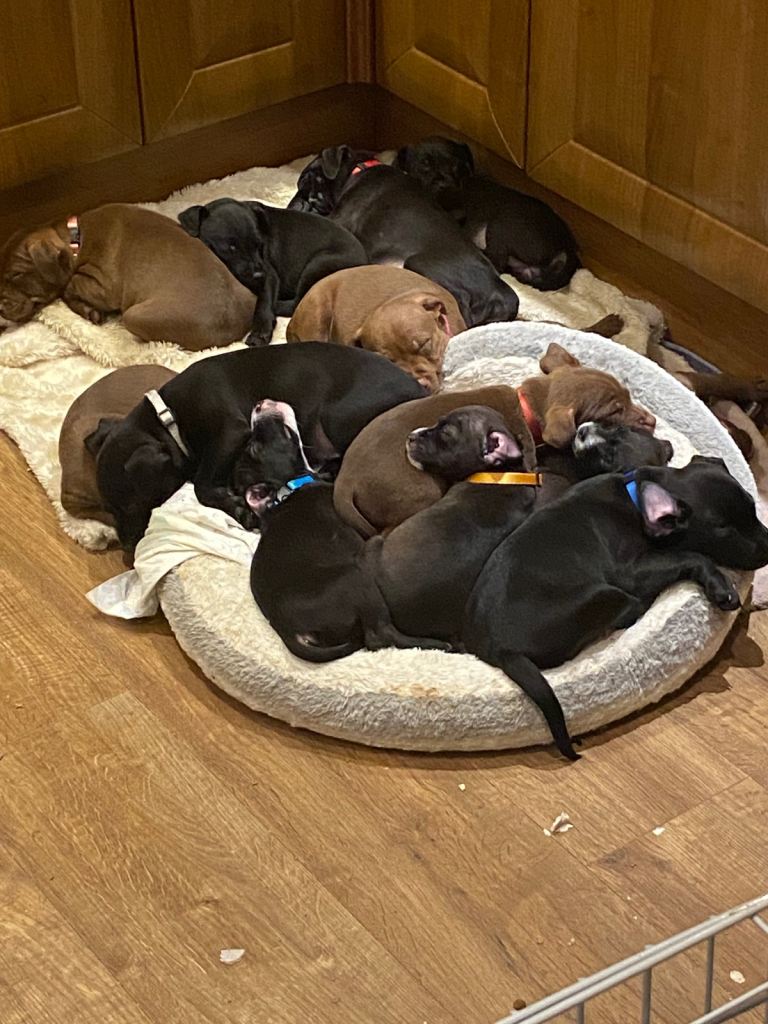 Patterdale pups 8 weeks and 7 weeks 