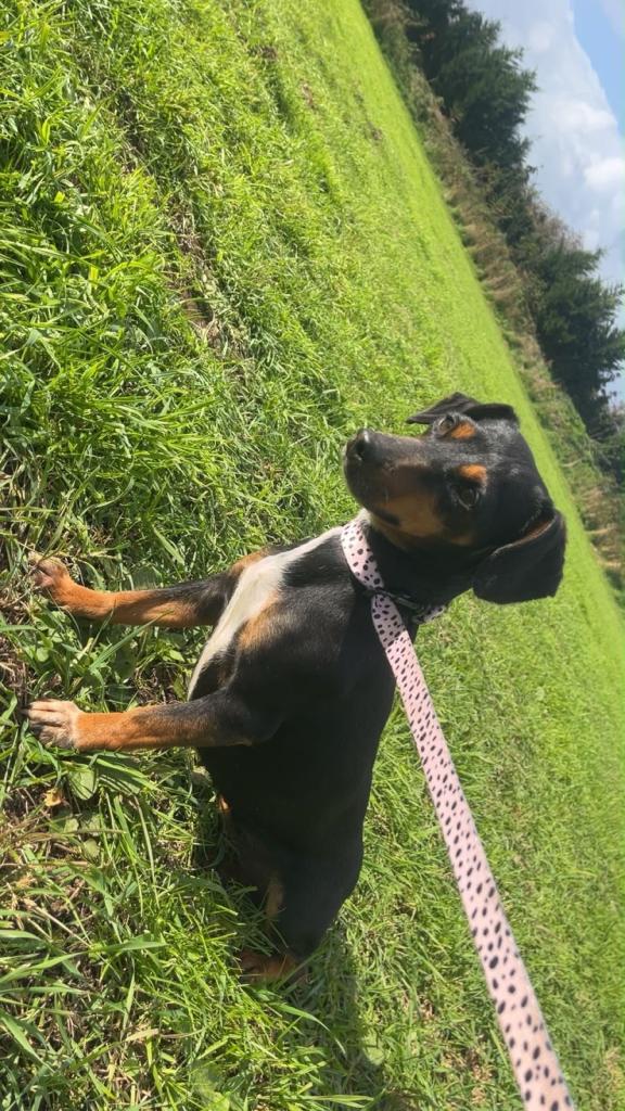 Dachshunds 