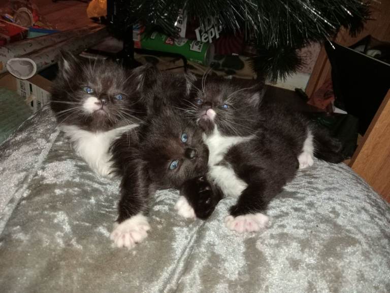 2 females 1 male fluffy ready Jan/Feb
