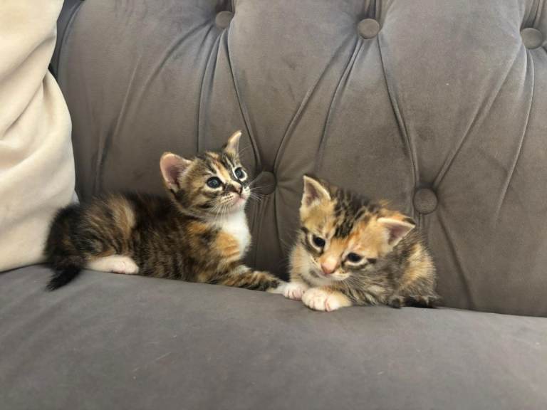 2 bengal cross kittens for sale