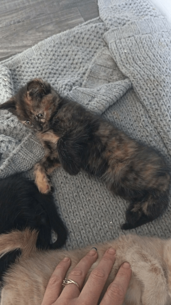 Kittens