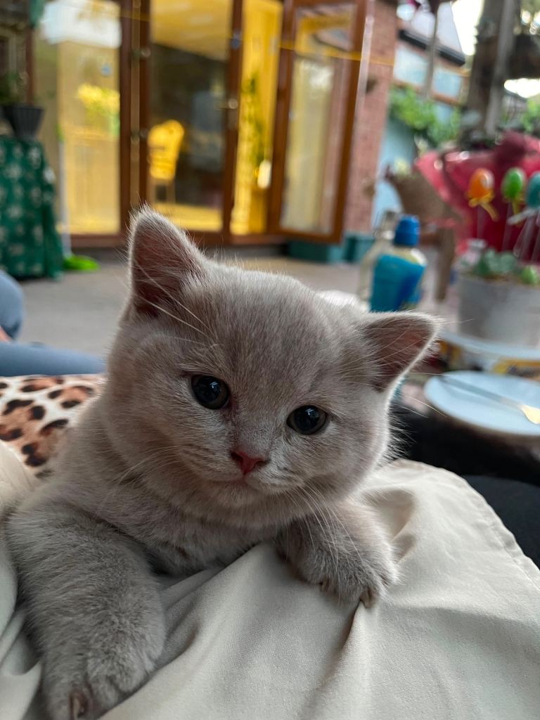british shorthair kitten lilac