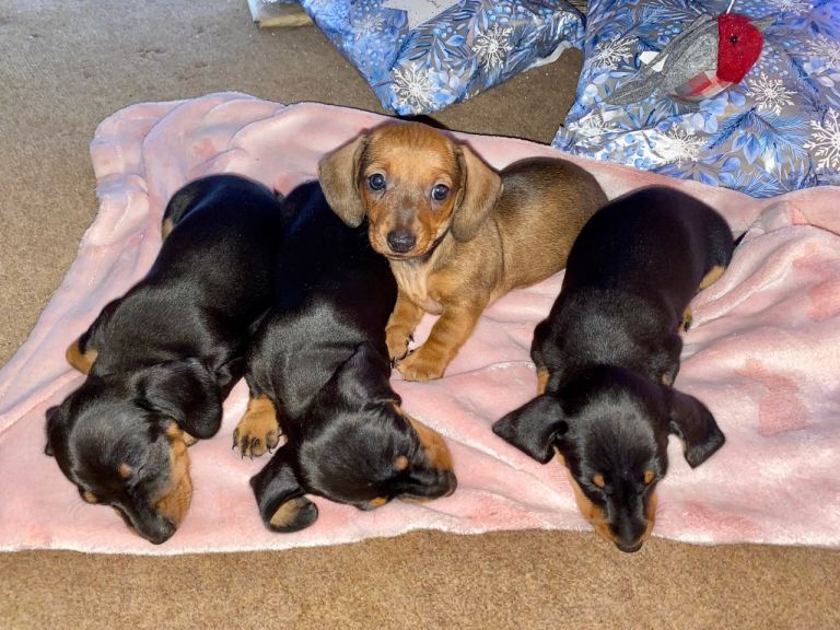 Miniature dachshund puppies 