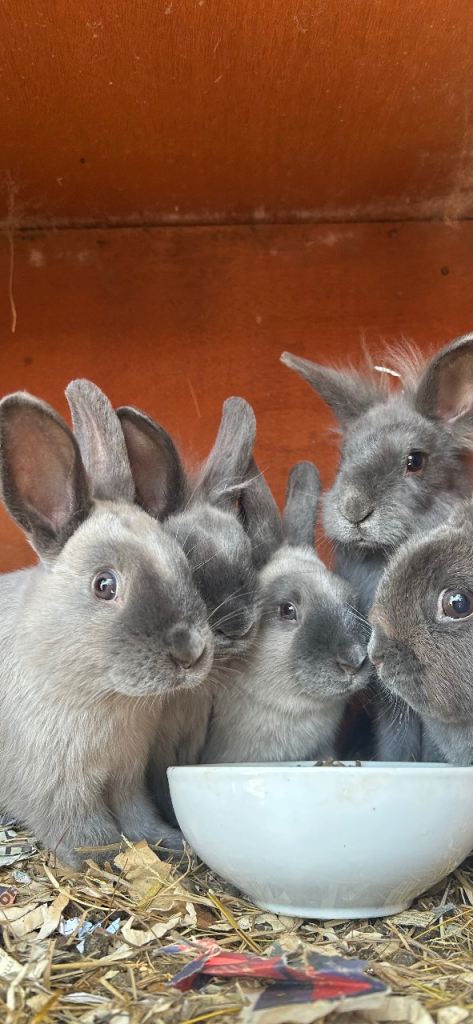 Netherland dwarf x mini lop babies ready now