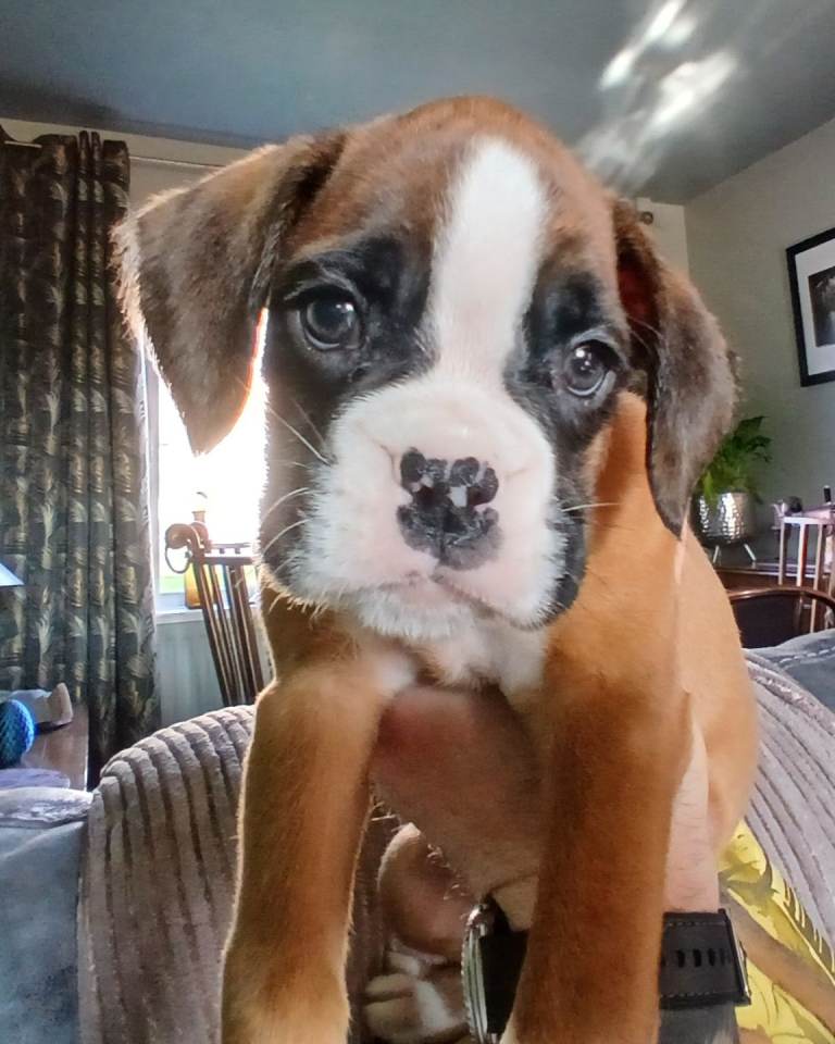 Boxer puppies kc registered 
