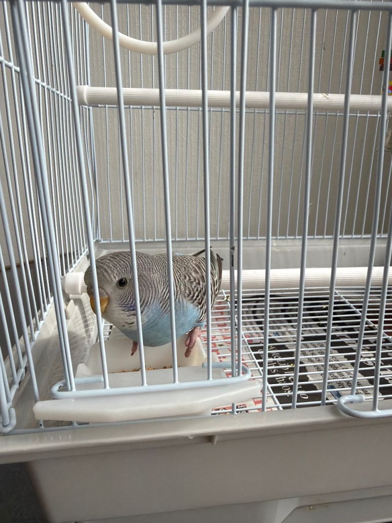 Rare split black face budgie 