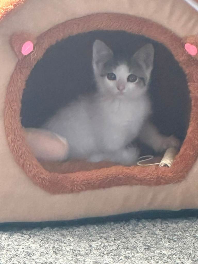 Kitten for sale 