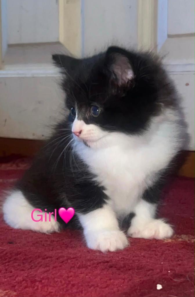 4 beautiful kittens for sale 