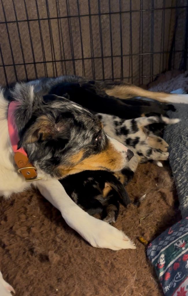 Border Rottie puppies for sale 