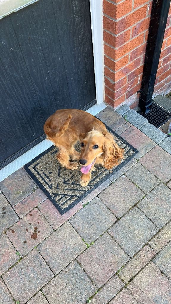 11 month old Cocker Spaniel Female