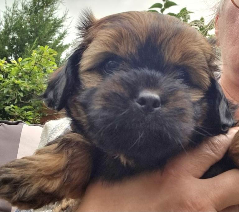 Shihtzu puppies for sale.