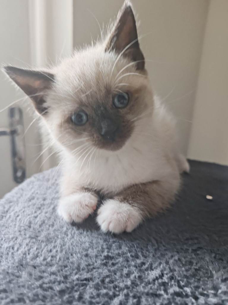 ❤️❤️❤️ Adorable blue-point Siamese kittens ❤️❤️❤️