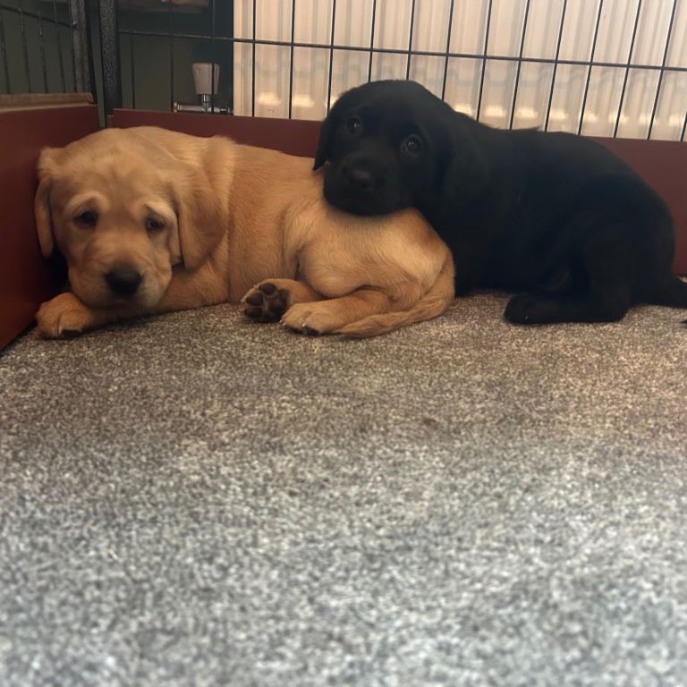 Beautiful Labrador Puppies 