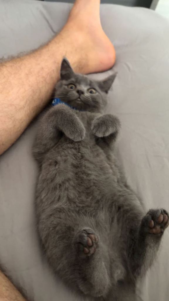 3 kittens for sale 