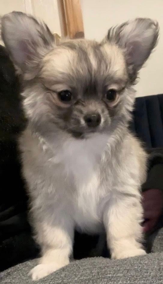 Beautiful Blue/Fawn 4 Month Male Long Coat Chihuahua 