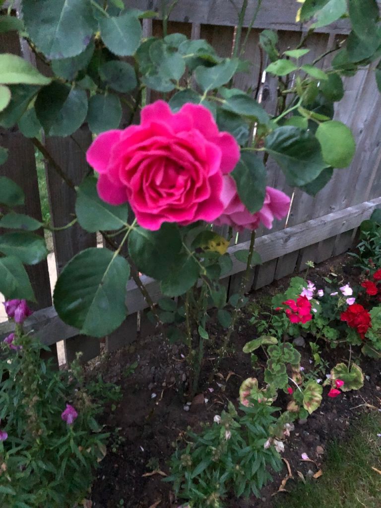 Roses 