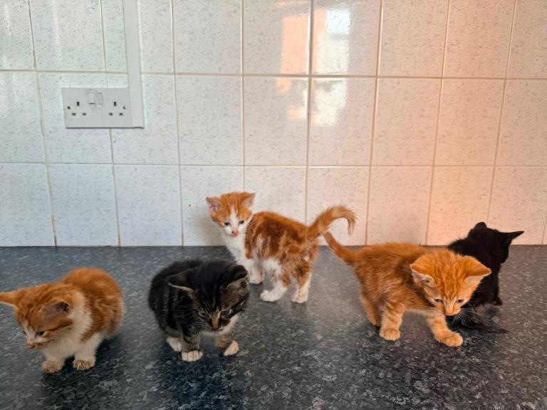 Kittens for sale- 7-8 weeks