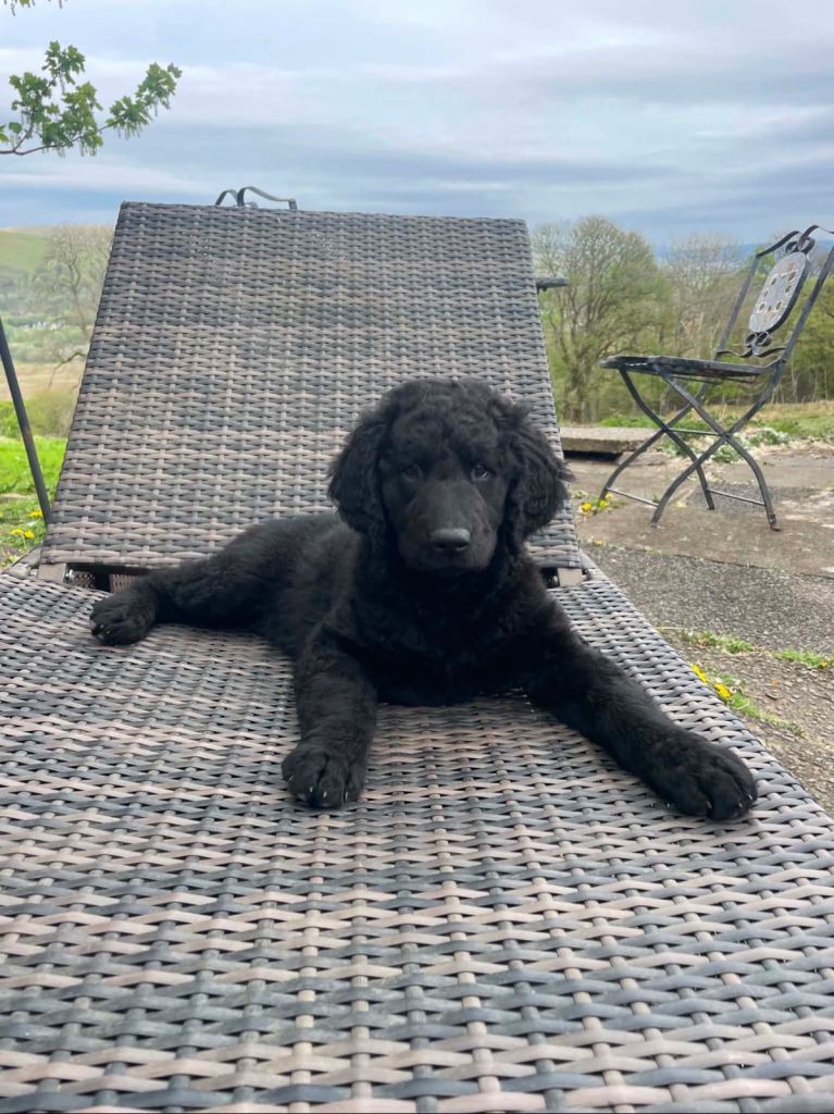 Stunning Goldendoodle Labradoodle girl Pup