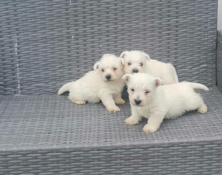 Weastie Pups for sale