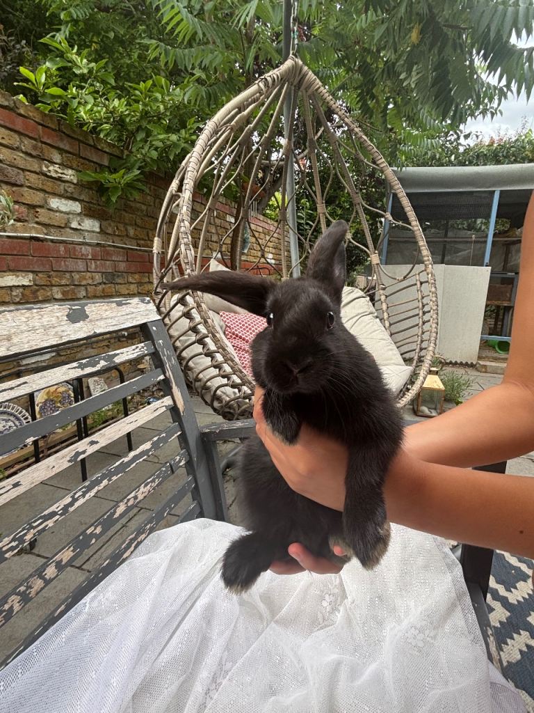 5 Lionhead mix rabbits for sale