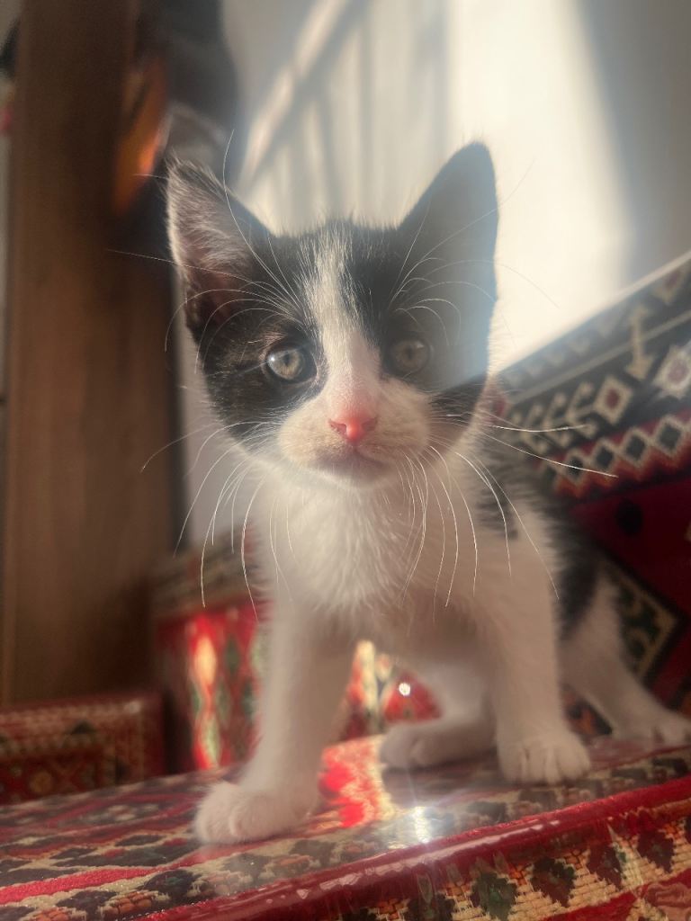 Adorable Tuxedo Kitten! 