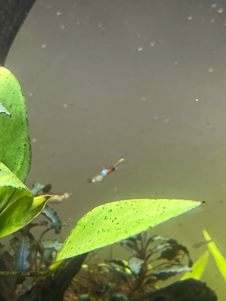Peacock Endler Guppies / Endlers Livebearers 