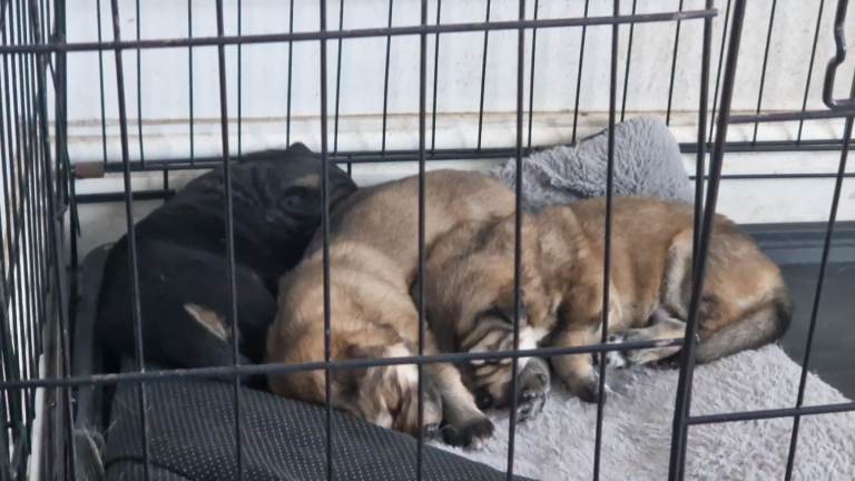 Long hair GS straight back for sale