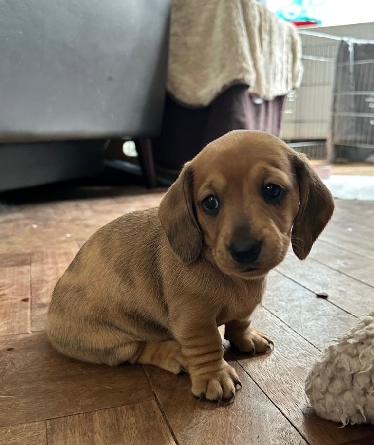 Miniature Dachshund 1 little girl left