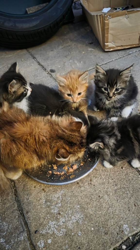 Kittens for sale 