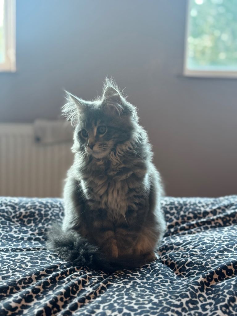 GREY PURE BRED MAINE COON KITTEN
