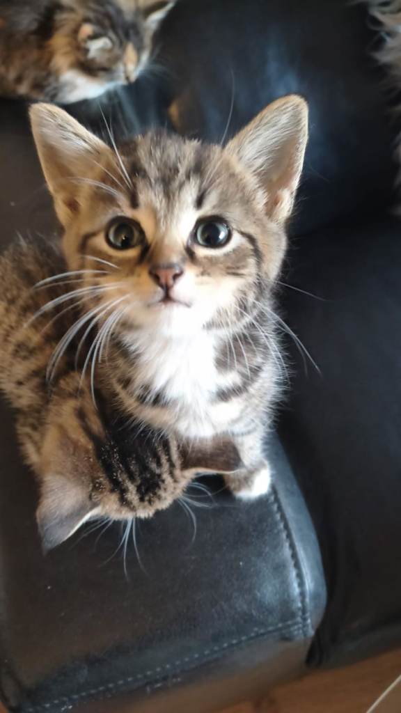 Cat for sale 
