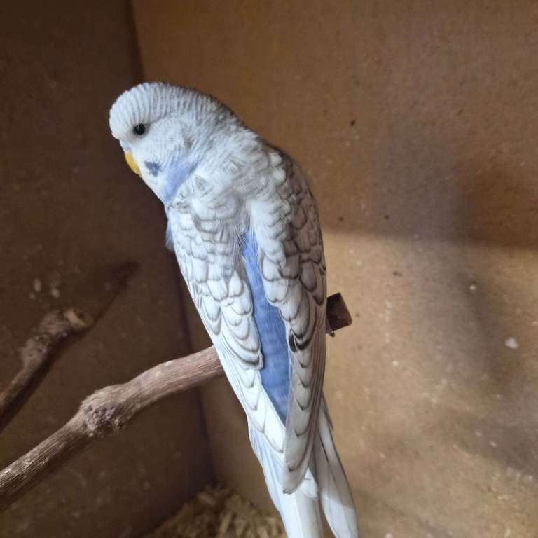 Baby budgies, 
