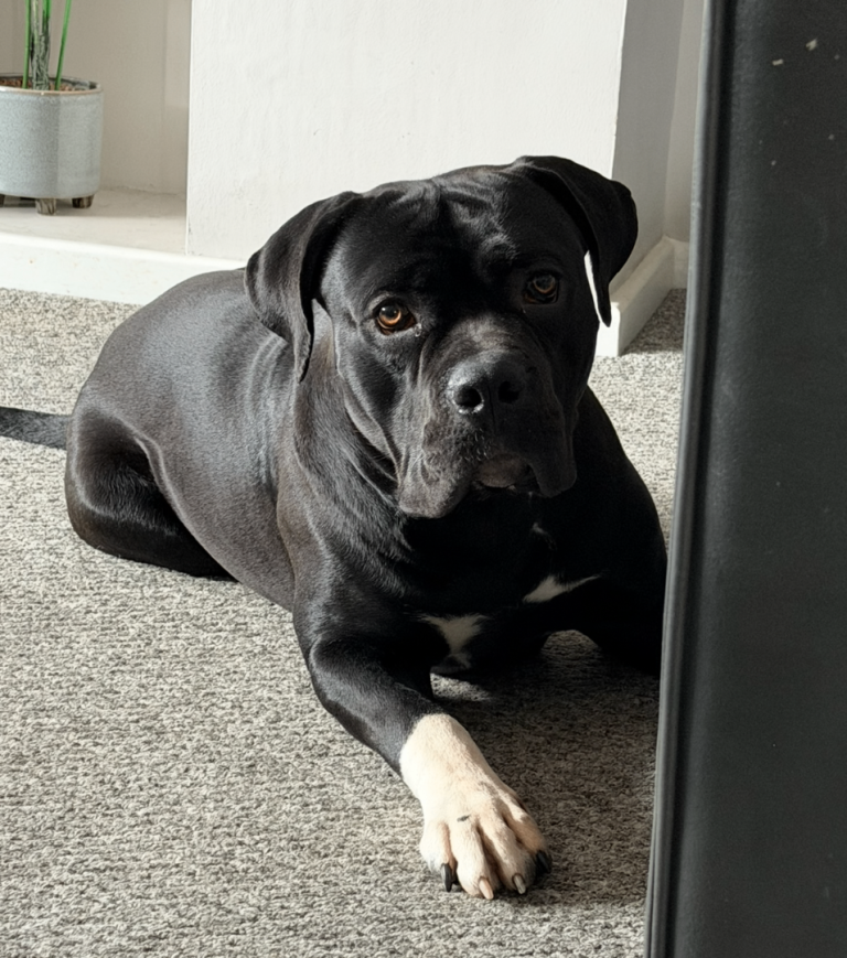 Cane corso cross bull dog 
