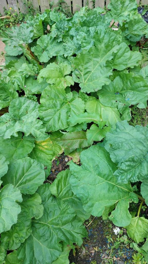 Home grown rhubarb 