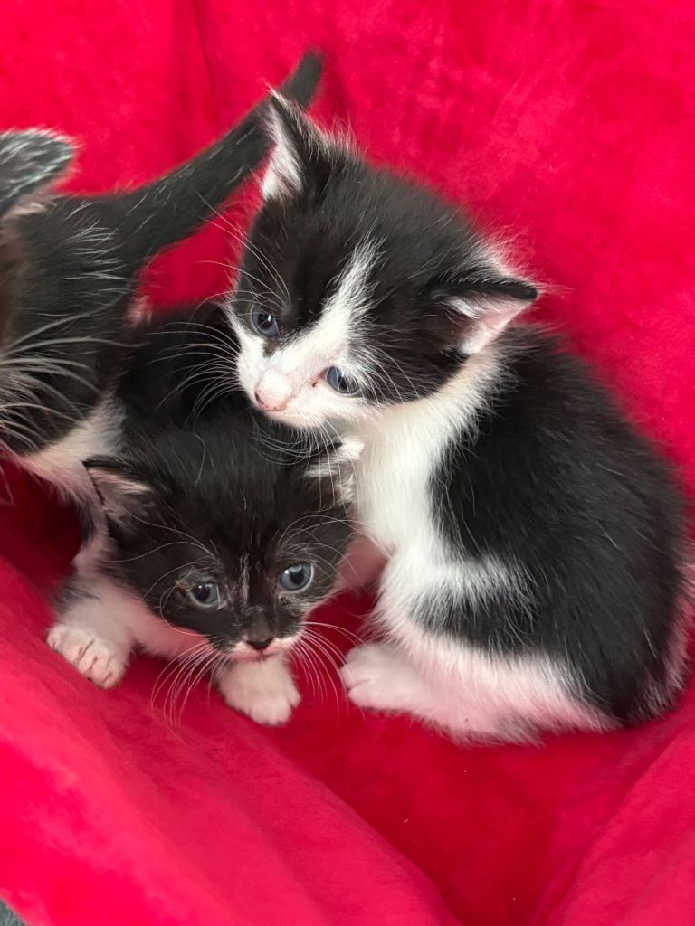 Kittens 