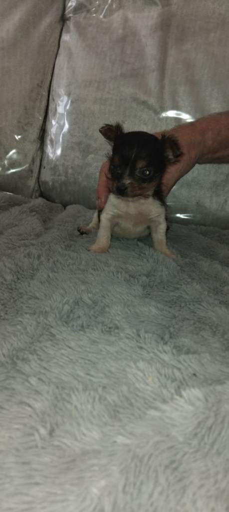 Jack Russel/Yorkshite terrier