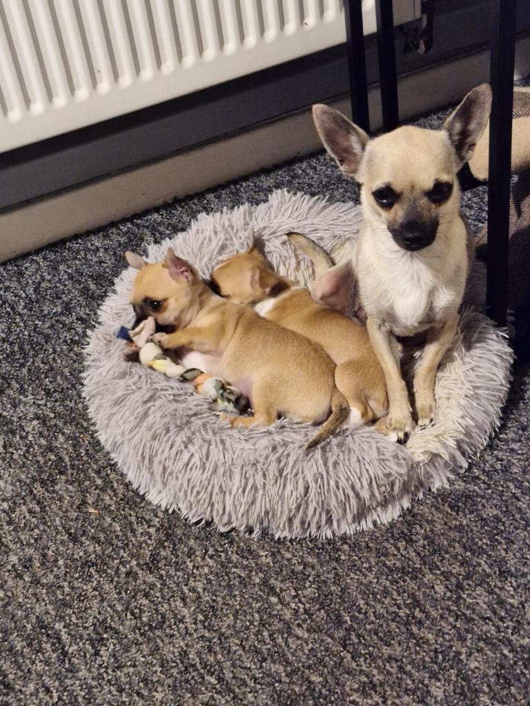 2 pups